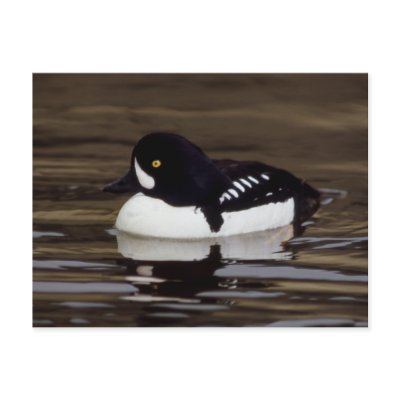 Barrows Goldeneye Wildlife Series # 16 Postcard by FalconsEye