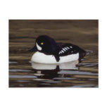 Barrows Goldeneye Wildlife Series # 16 Postcard