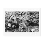Barr's Bear Over 10 Foot Long, Alaska Postcards