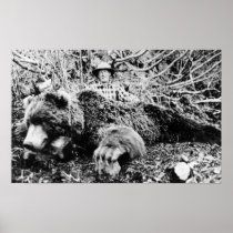 Barr's Bear Over 10 Foot Long, Alaska Print