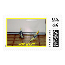 Bart And Lilly, Now What? postage
