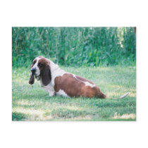 Bart the Basset Hound Postcard 3