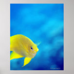 Bartlett's anthias poster