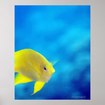 Bartlett's anthias poster