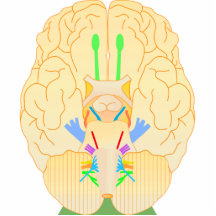 base of brain picture acrylic cut out