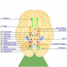 base of brain picture english acrylic cut outs