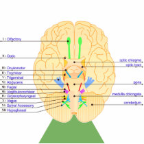 base of brain picture english acrylic cut outs