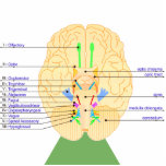 base of brain picture english acrylic cut outs