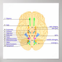 base of brain picture english poster