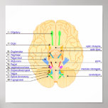 base of brain picture english poster
