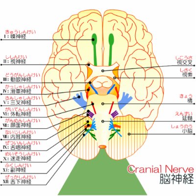 base of brain picture japanese(furigana) photo cut outs by eterietten