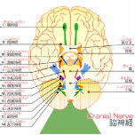 base of brain picture japanese(furigana) photo cut outs