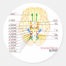 base of brain picture japanese(furigana) round sticker