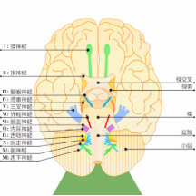 base of brain picture japanese photo cutout