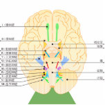 base of brain picture japanese photo cutout