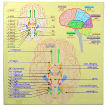 base of brain picture japannese cloth napkin