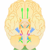 base of brain picture acrylic cut out