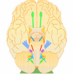base of brain picture acrylic cut out