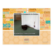 Basement Cat, slightly disoriented Postcards