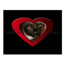 Basement Kitty Love Post Cards