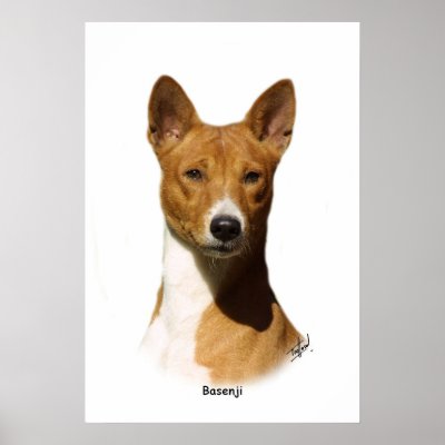 Basenji 9L034D-09 Posters by TraffordPhotos