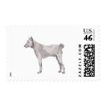 Basenji postage