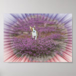Basenji Serenity  poster posters