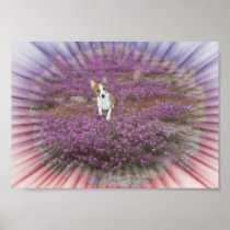 Basenji Serenity  poster