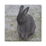 Bashful Bunny magnets
