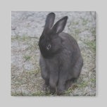Bashful Bunny magnets
