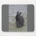 Bashful Bunny mousepads