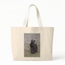 Bashful Bunny Rabbit