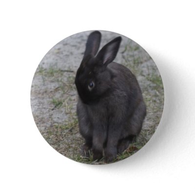 Bashful Bunny Rabbit by sruhs