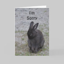 Bashful Bunny Rabbit cards