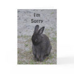Bashful Bunny Rabbit
