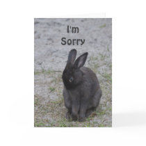 Bashful Bunny Rabbit