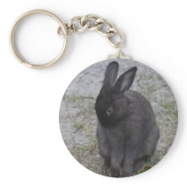 Bashful Bunny Rabbit