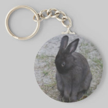 Bashful Bunny Rabbit keychains