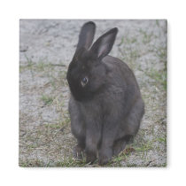 Bashful Bunny Rabbit