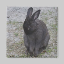 Bashful Bunny Rabbit magnets