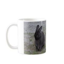 Bashful Bunny Rabbit