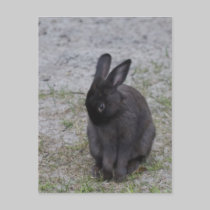 Bashful Bunny Rabbit postcards
