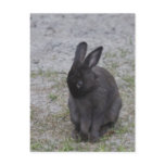 Bashful Bunny Rabbit