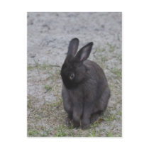Bashful Bunny Rabbit