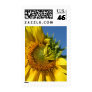 Bashful Sunflower