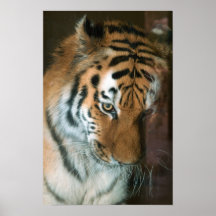 Bashful Tiger Poster