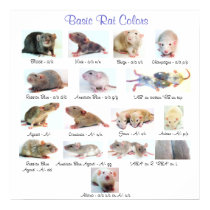 Basic Rat Colors posters