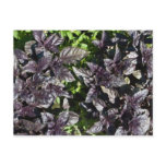 postcard, miniprint, photograph, herb, basil,