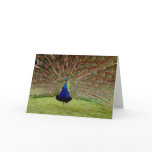 art, digital, photography, nature, birds, peacock,
