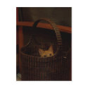 "Basket Case" Cat Postcard